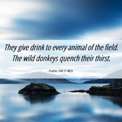 Picture 06 - Psalms 104:11 WEB - They give drink to every animal of the field. The - Bible Verse Picture