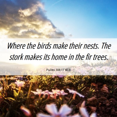 Picture 06 - Psalms 104:17 WEB - Where the birds make their nests. The stork makes - Bible Verse Picture