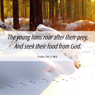 Picture 06 - Psalms 104:21 WEB - The young lions roar after their prey, And seek - Bible Verse Picture