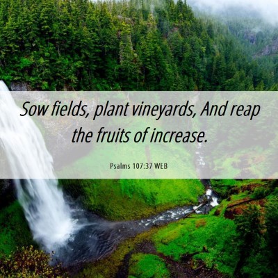 Picture 06 - Psalms 107:37 WEB - Sow fields, plant vineyards, And reap the fruits - Bible Verse Picture