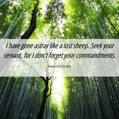 Picture 06 - Psalms 119:176 WEB - I have gone astray like a lost sheep. Seek your - Bible Verse Picture