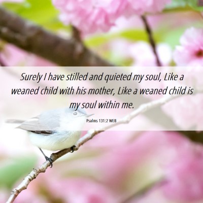 Picture 06 - Psalms 131:2 WEB - Surely I have stilled and quieted my soul, Like a - Bible Verse Picture