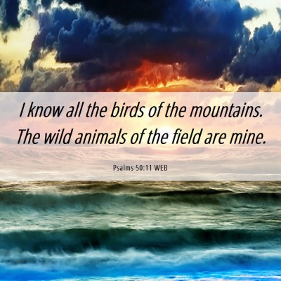 Picture 06 - Psalms 50:11 WEB - I know all the birds of the mountains. The wild - Bible Verse Picture