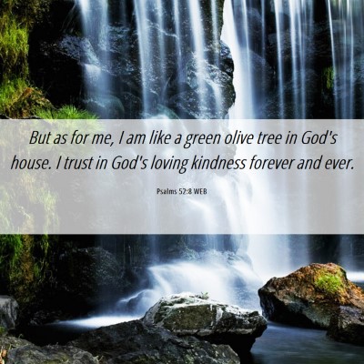 Picture 06 - Psalms 52:8 WEB - But as for me, I am like a green olive tree in - Bible Verse Picture