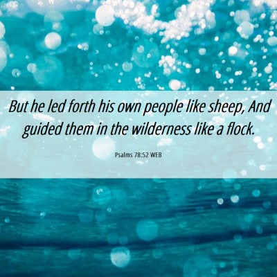 Picture 06 - Psalms 78:52 WEB - But he led forth his own people like sheep, And - Bible Verse Picture