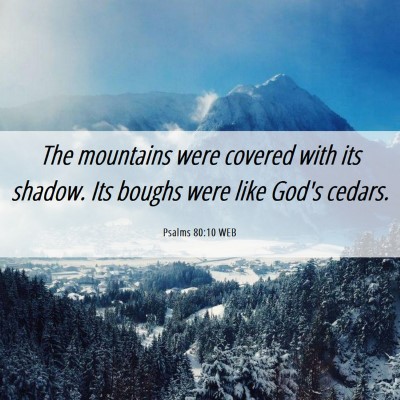Picture 06 - Psalms 80:10 WEB - The mountains were covered with its shadow. Its - Bible Verse Picture