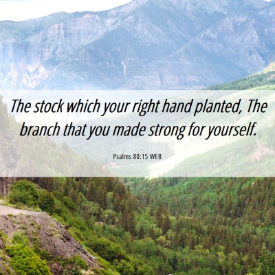 Picture 06 - Psalms 80:15 WEB - The stock which your right hand planted, The - Bible Verse Picture