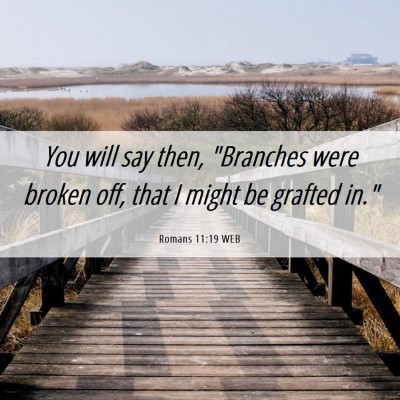 Picture 06 - Romans 11:19 WEB - You will say then, 