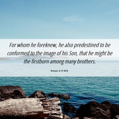Picture 06 - Romans 8:29 WEB - For whom he foreknew, he also predestined to be - Bible Verse Picture
