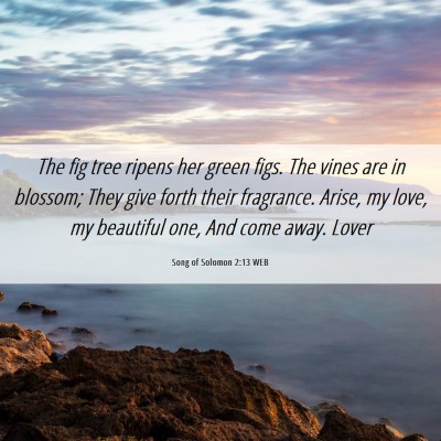 Picture 06 - Song of Solomon 2:13 WEB - The fig tree ripens her green figs. The vines are - Bible Verse Picture