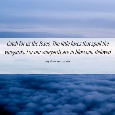 Picture 06 - Song of Solomon 2:15 WEB - Catch for us the foxes, The little foxes that - Bible Verse Picture