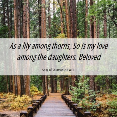 Picture 06 - Song of Solomon 2:2 WEB - As a lily among thorns, So is my love among the - Bible Verse Picture