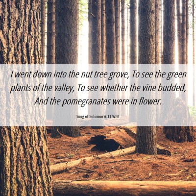 Picture 06 - Song of Solomon 6:11 WEB - I went down into the nut tree grove, To see the - Bible Verse Picture