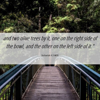 Picture 06 - Zechariah 4:3 WEB - and two olive trees by it, one on the right side - Bible Verse Picture