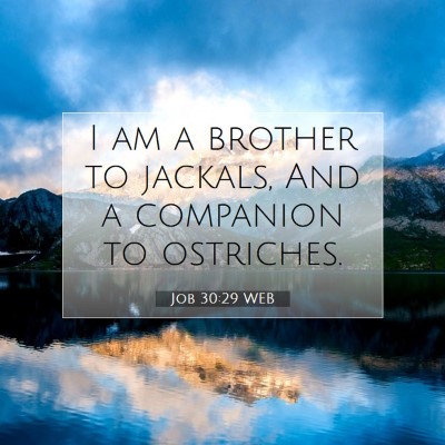 Picture 07 - Job 30:29 WEB - I am a brother to jackals, And a companion to - Bible Verse Picture