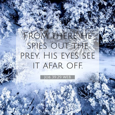 Picture 07 - Job 39:29 WEB - From there he spies out the prey. His eyes see it - Bible Verse Picture