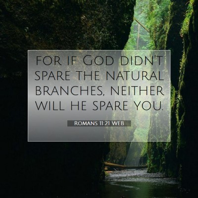 Picture 07 - Romans 11:21 WEB - for if God didn't spare the natural branches, - Bible Verse Picture