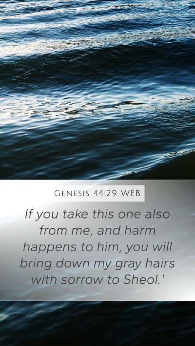 Genesis 44:29 WEB Bible Verse Image