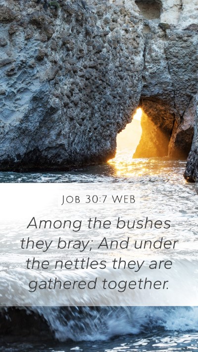 Job 30:7 WEB Bible Verse Image