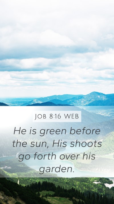 Job 8:16 WEB Bible Verse Image