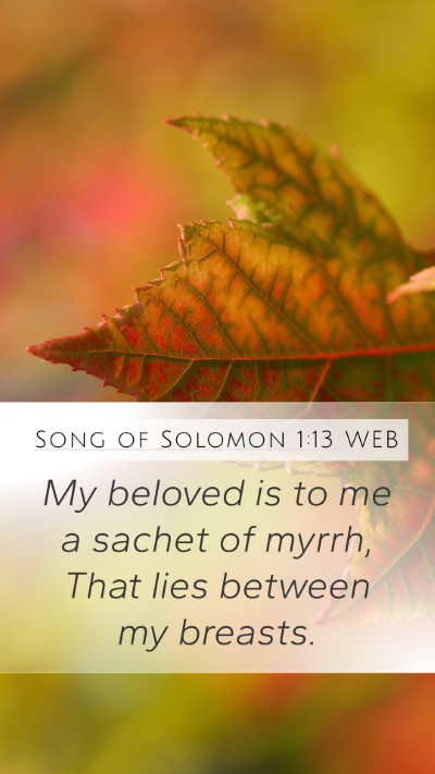 Song of Solomon 1:13 WEB Bible Verse Image