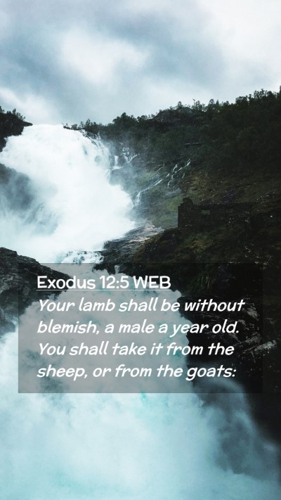 Picture 02 - Exodus 12:5 WEB Mobile Phone Wallpaper - Your lamb shall be without blemish, a male a year - Mobile Bible Verse Wallpaper