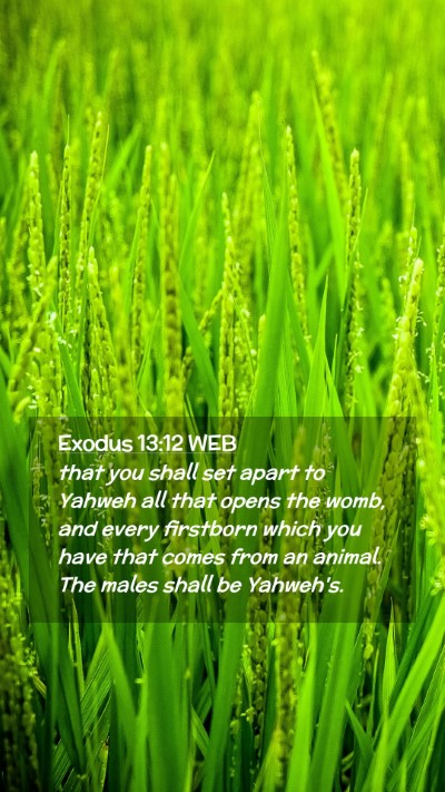 Picture 02 - Exodus 13:12 WEB Mobile Phone Wallpaper - that you shall set apart to Yahweh all that opens - Mobile Bible Verse Wallpaper