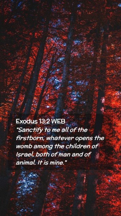 Picture 02 - Exodus 13:2 WEB Mobile Phone Wallpaper - 