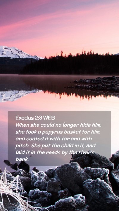 Picture 02 - Exodus 2:3 WEB Mobile Phone Wallpaper - When she could no longer hide him, she took a - Mobile Bible Verse Wallpaper