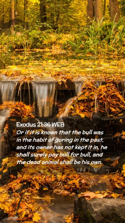 Picture 02 - Exodus 21:36 WEB Mobile Phone Wallpaper - Or if it is known that the bull was in the habit - Mobile Bible Verse Wallpaper