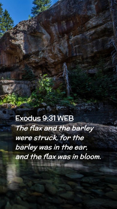 Picture 02 - Exodus 9:31 WEB Mobile Phone Wallpaper - The flax and the barley were struck, for the - Mobile Bible Verse Wallpaper