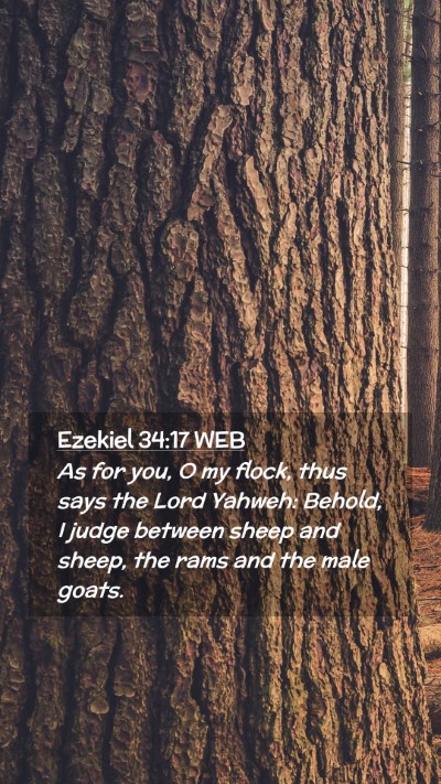 Picture 02 - Ezekiel 34:17 WEB Mobile Phone Wallpaper - As for you, O my flock, thus says the Lord - Mobile Bible Verse Wallpaper