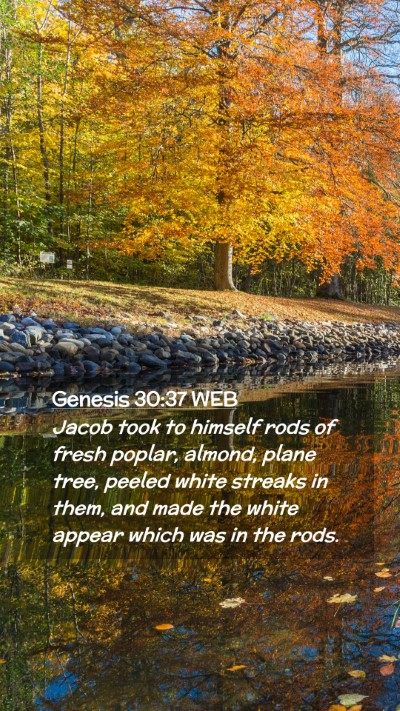 Picture 02 - Genesis 30:37 WEB Mobile Phone Wallpaper - Jacob took to himself rods of fresh poplar, - Mobile Bible Verse Wallpaper