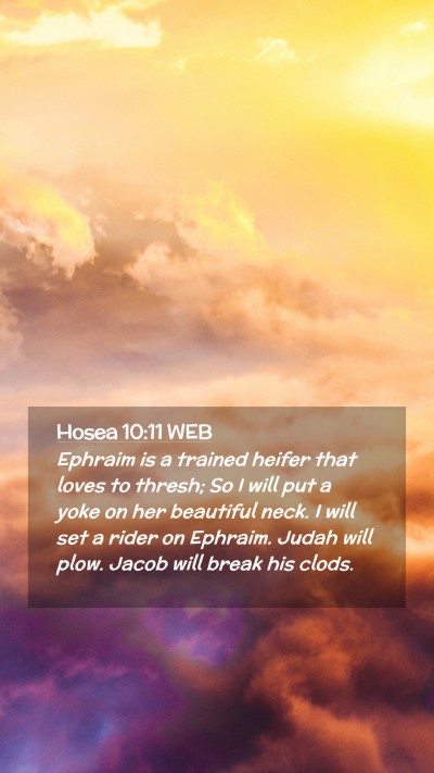 Picture 02 - Hosea 10:11 WEB Mobile Phone Wallpaper - Ephraim is a trained heifer that loves to thresh; - Mobile Bible Verse Wallpaper