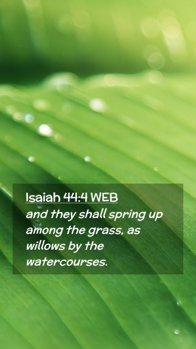 Picture 02 - Isaiah 44:4 WEB Mobile Phone Wallpaper - and they shall spring up among the grass, as - Mobile Bible Verse Wallpaper