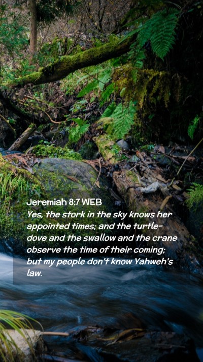Picture 02 - Jeremiah 8:7 WEB Mobile Phone Wallpaper - Yes, the stork in the sky knows her appointed - Mobile Bible Verse Wallpaper