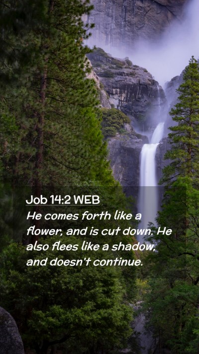Picture 02 - Job 14:2 WEB Mobile Phone Wallpaper - He comes forth like a flower, and is cut down. He - Mobile Bible Verse Wallpaper