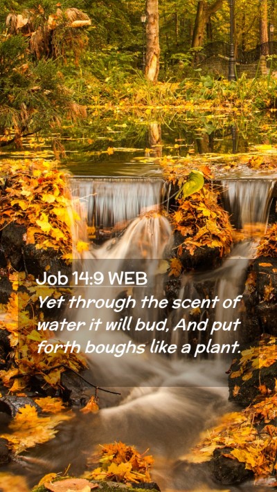 Picture 02 - Job 14:9 WEB Mobile Phone Wallpaper - Yet through the scent of water it will bud, And - Mobile Bible Verse Wallpaper