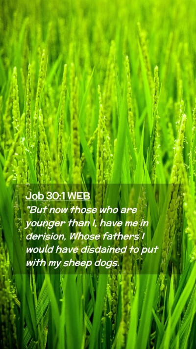 Picture 02 - Job 30:1 WEB Mobile Phone Wallpaper - 