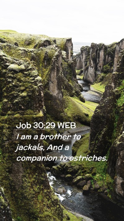 Picture 02 - Job 30:29 WEB Mobile Phone Wallpaper - I am a brother to jackals, And a companion to - Mobile Bible Verse Wallpaper