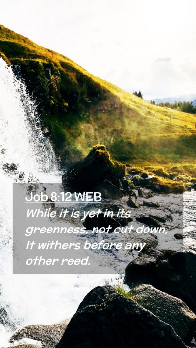 Picture 02 - Job 8:12 WEB Mobile Phone Wallpaper - While it is yet in its greenness, not cut down, - Mobile Bible Verse Wallpaper