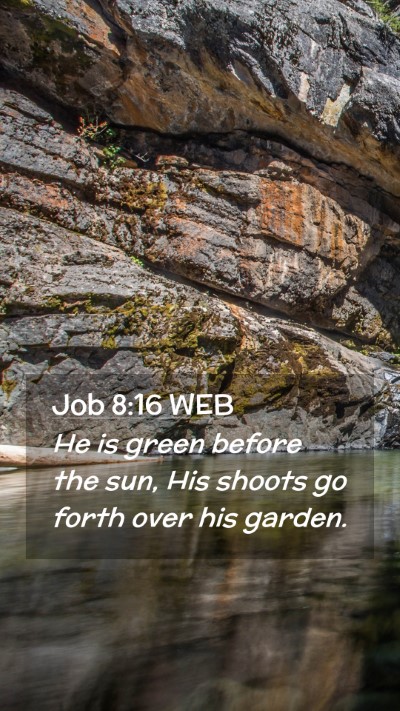 Picture 02 - Job 8:16 WEB Mobile Phone Wallpaper - He is green before the sun, His shoots go forth - Mobile Bible Verse Wallpaper