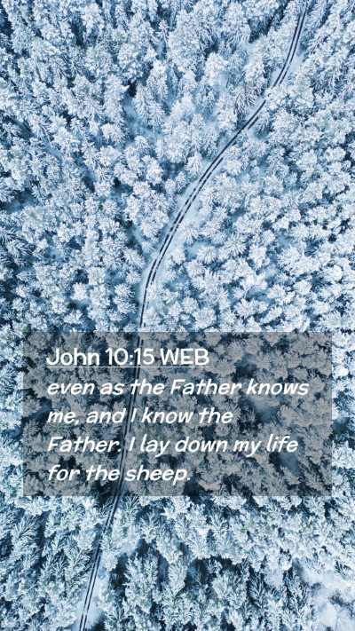 Picture 02 - John 10:15 WEB Mobile Phone Wallpaper - even as the Father knows me, and I know the - Mobile Bible Verse Wallpaper