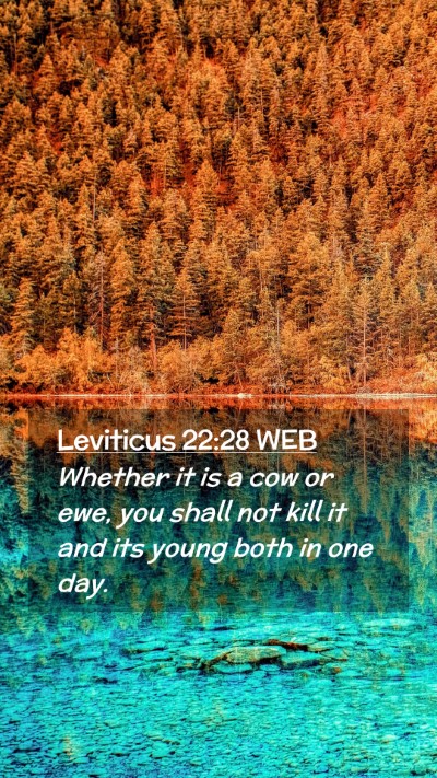 Picture 02 - Leviticus 22:28 WEB Mobile Phone Wallpaper - Whether it is a cow or ewe, you shall not kill it - Mobile Bible Verse Wallpaper