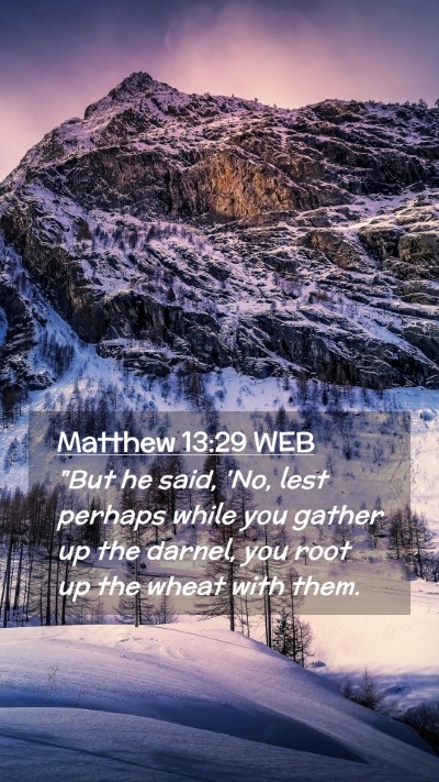Picture 02 - Matthew 13:29 WEB Mobile Phone Wallpaper - 
