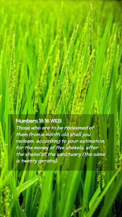 Picture 02 - Numbers 18:16 WEB Mobile Phone Wallpaper - Those who are to be redeemed of them from a month - Mobile Bible Verse Wallpaper