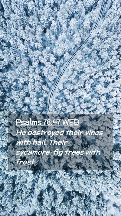 Picture 02 - Psalms 78:47 WEB Mobile Phone Wallpaper - He destroyed their vines with hail, Their - Mobile Bible Verse Wallpaper
