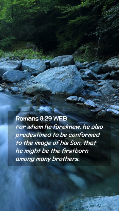 Picture 02 - Romans 8:29 WEB Mobile Phone Wallpaper - For whom he foreknew, he also predestined to be - Mobile Bible Verse Wallpaper