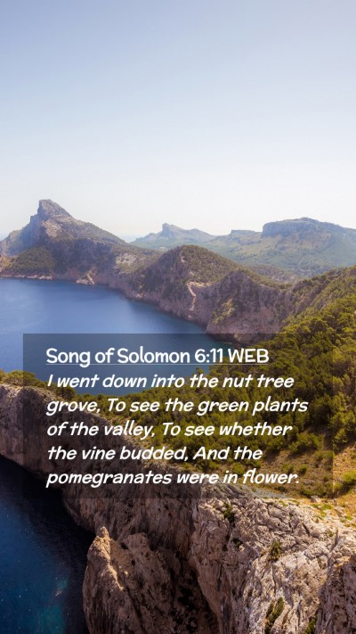 Picture 02 - Song of Solomon 6:11 WEB Mobile Phone Wallpaper - I went down into the nut tree grove, To see the - Mobile Bible Verse Wallpaper