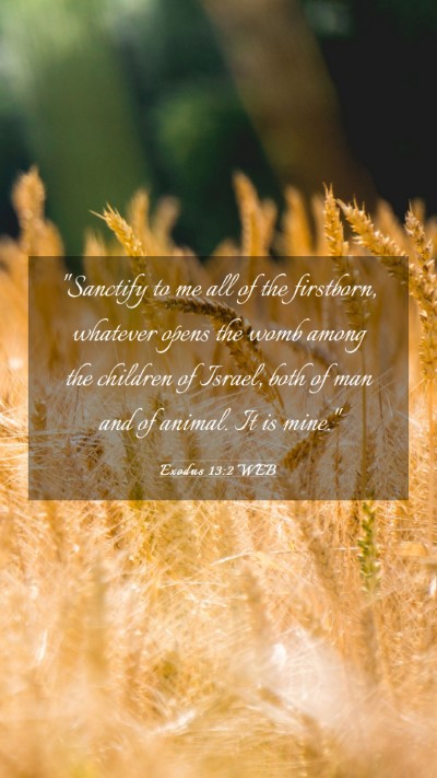 Picture 03 - Exodus 13:2 WEB Mobile Phone Wallpaper - 